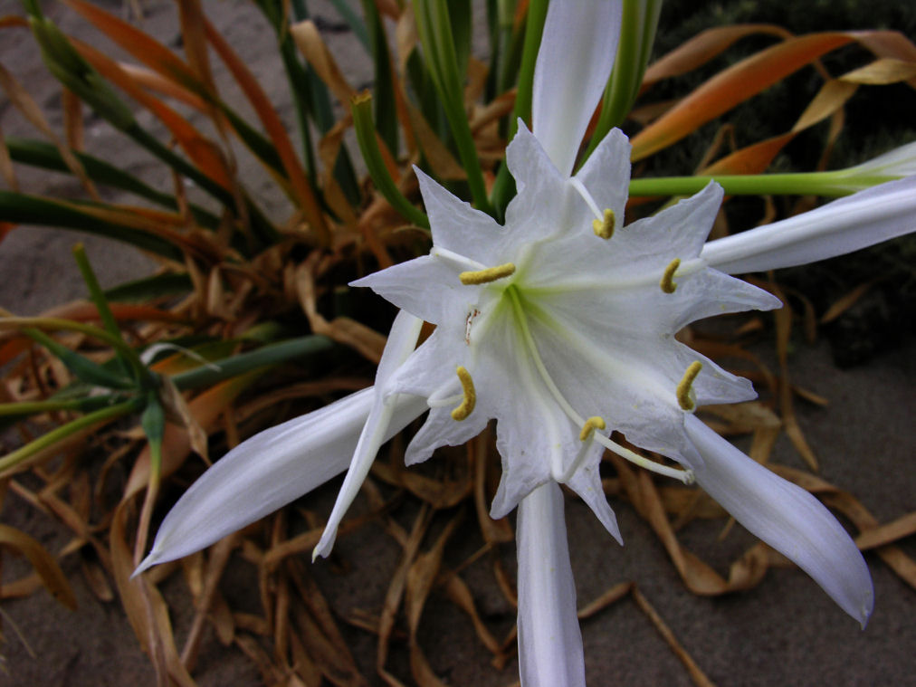 Pancratium maritimum / Pancrazio, giglio di mare